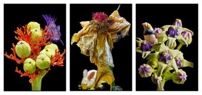 Flower plants